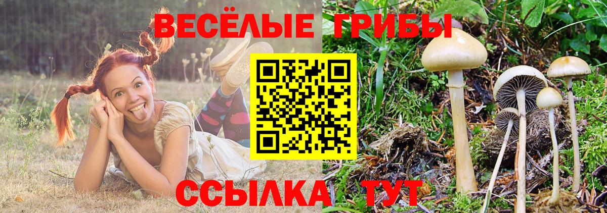 Галлюциногенные грибы прущие грибы  Вход с VPN  Жуковский 